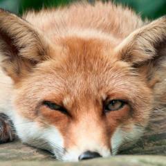 Fuchs